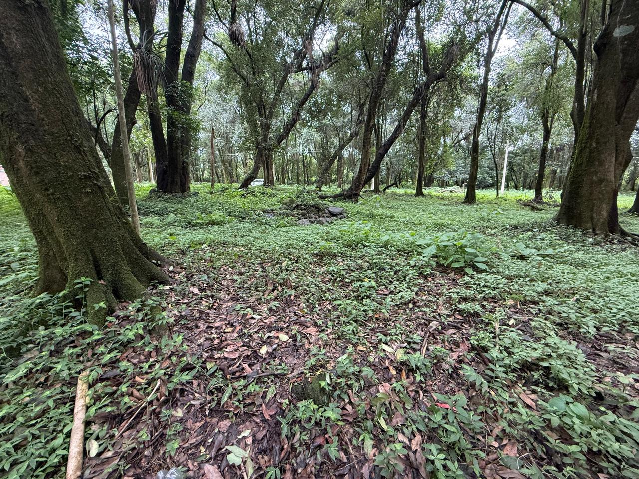 el tipal - 6